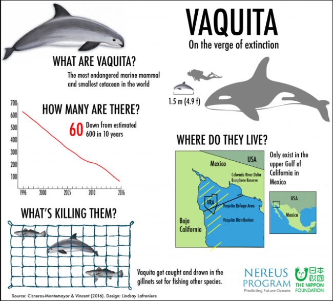 Vaquita captured! What are their chances for survival? Nereus Program