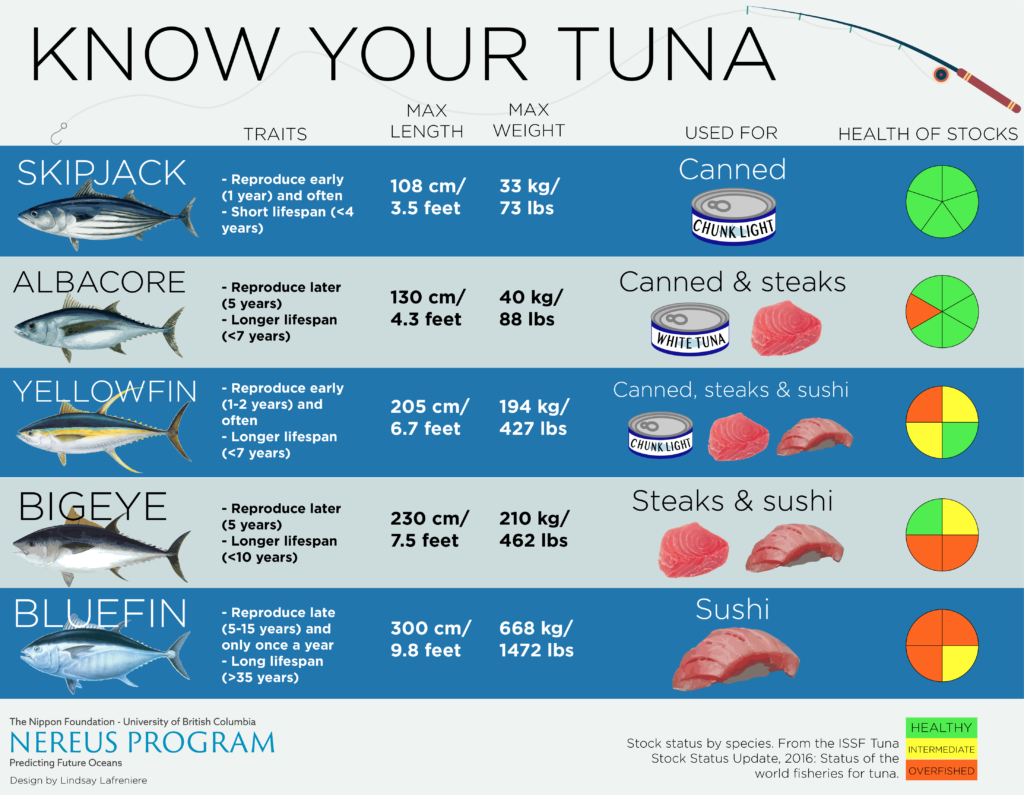 Majority of Pacific bluefin tuna migrate across the ocean Nereus