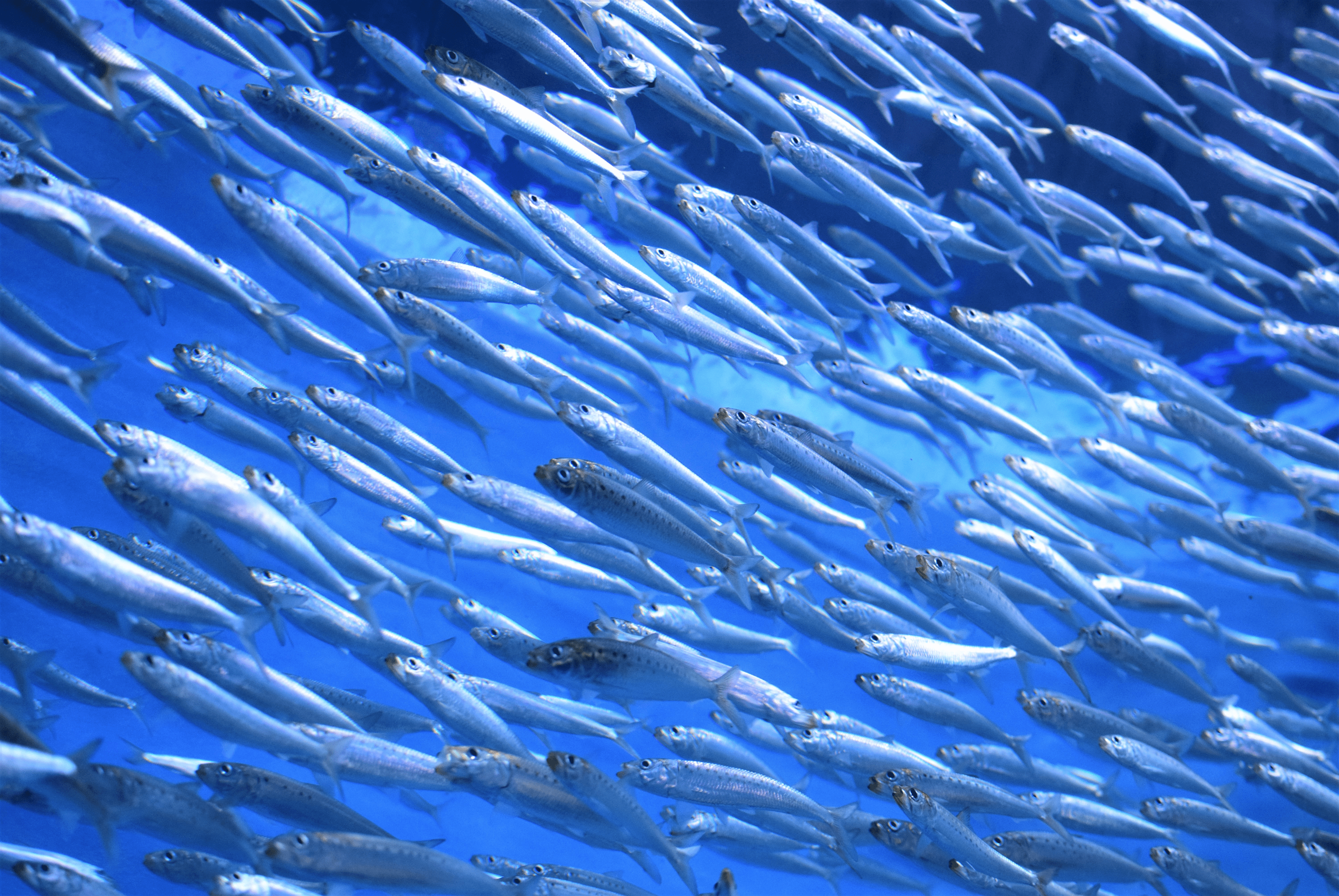 sardine in ocean