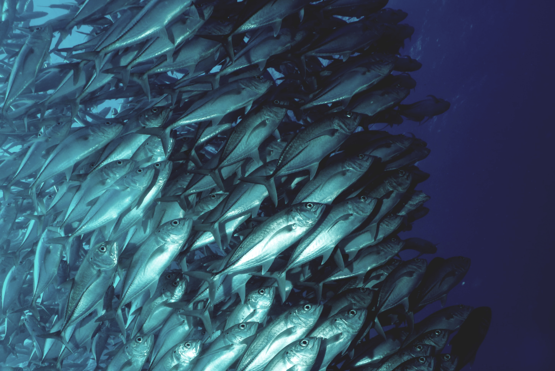 気候変動と乱獲により魚の毒性水銀レベルが高まる Nereus Program The Nippon Foundation